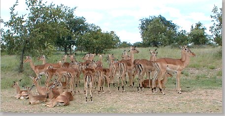 Impala herd