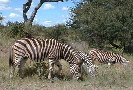 Kruger Park photo: Zebra grazing