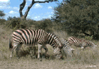 Zebra grazing, Satara