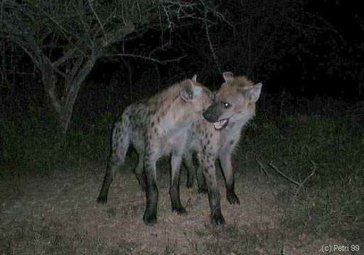 Kruger Park photo: Spotted hyaena interaction near Skukuza