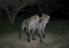 Hyaena, Skukuza