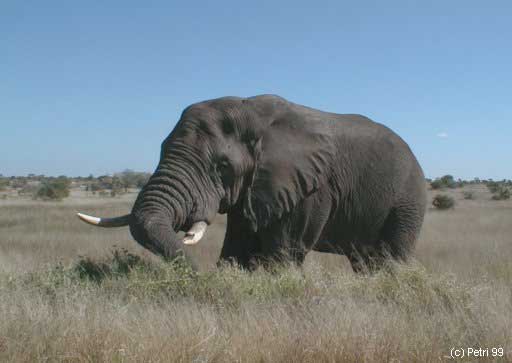 Kruger Park photo: Elephant bull, north of Satara Camp