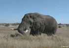 Elephant near Satara Camp