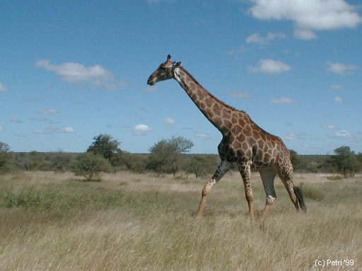 Kruger Park photo: Giraffe near Ngotso, Satara