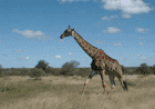 Giraffe, Ngotso