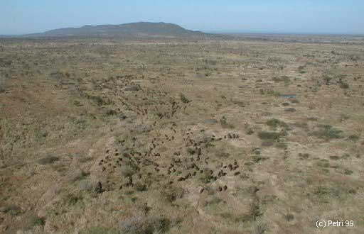 Kruger Park photo: Aerial view of buffalo herd