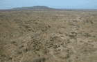 Aerial view of buffalo herd