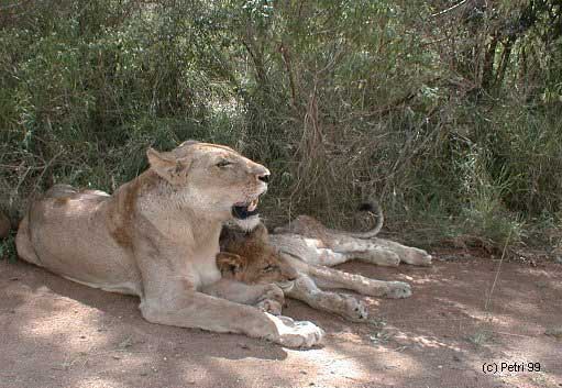 Kruger Park photo: Lions resting