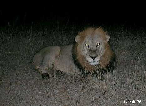 Kruger Park photo: Lion