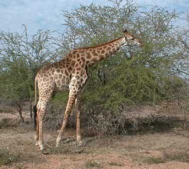 Kruger Park photo: Giraffe