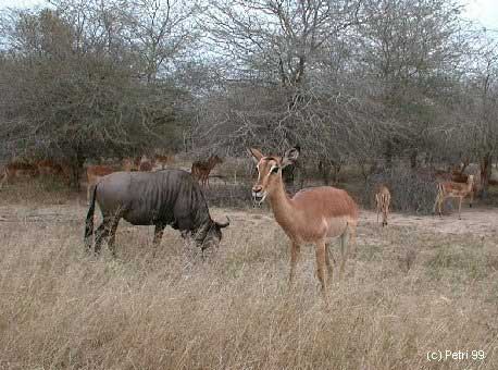 Kruger Park photo: Wildebeest & Impala