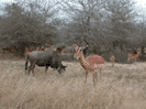 Wildebeest & impala