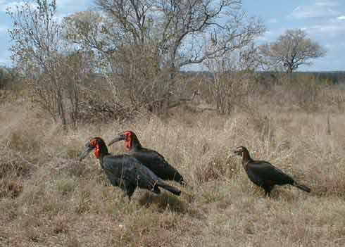 Kruger Park photo: Ground Hornbill