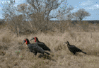 Ground Hornbills