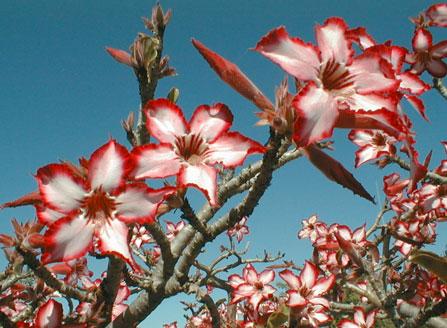 Kruger Park photo: Impala Lily