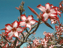 Impala Lily