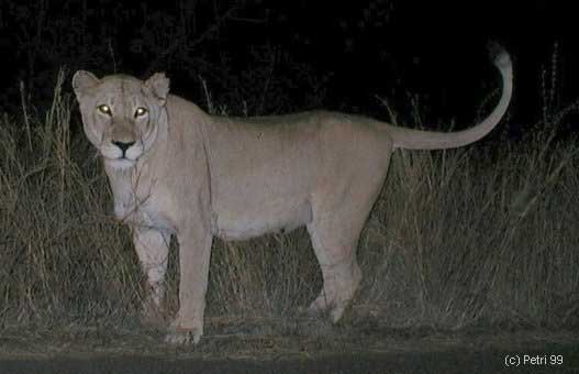 Kruger Park photo: Lioness