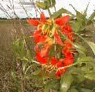 Flame Lily, Liuwa Plain