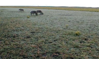 Hyaena feeding on the remains of a wildebeest, Liuwa Plain