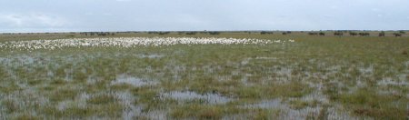 Water lillies and wildebeest, Liuwa Plain